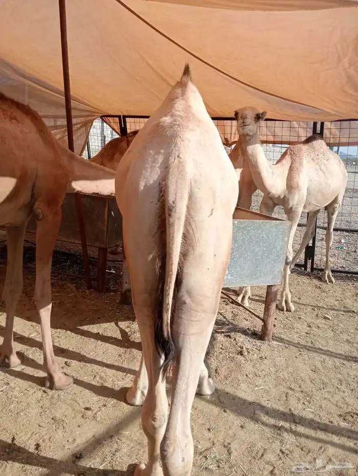 مرابي قعدان وتيوس لأصحاب الجمله والتفريد 9