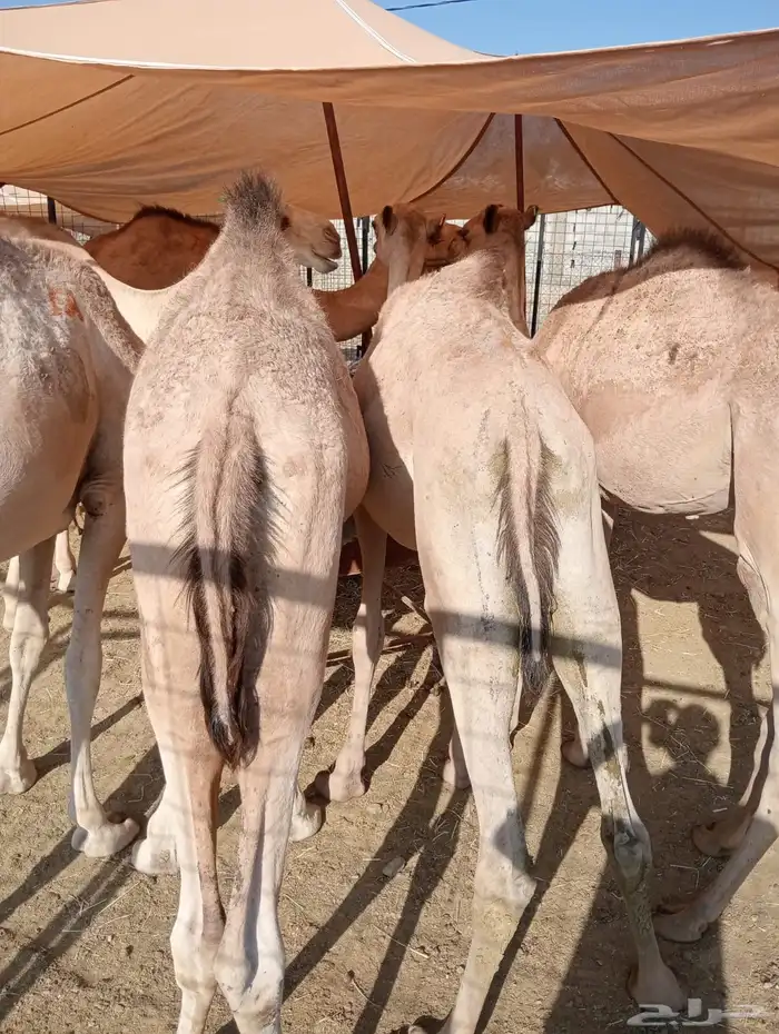 مرابي قعدان وتيوس لأصحاب الجمله والتفريد 7
