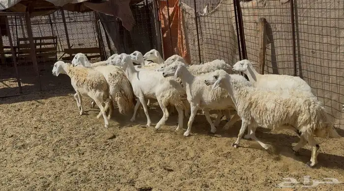 ضاان حريات دفييع 9