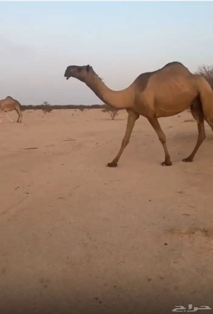 عرض ضروربه كفوا على جميع الشرورط سنها ام ثاني 0