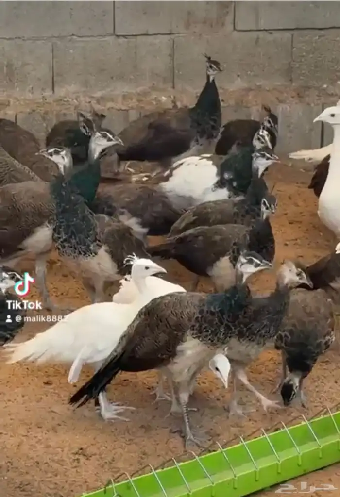 للبيع فروخ طاووس أزرق وأبيض وأبرق 1