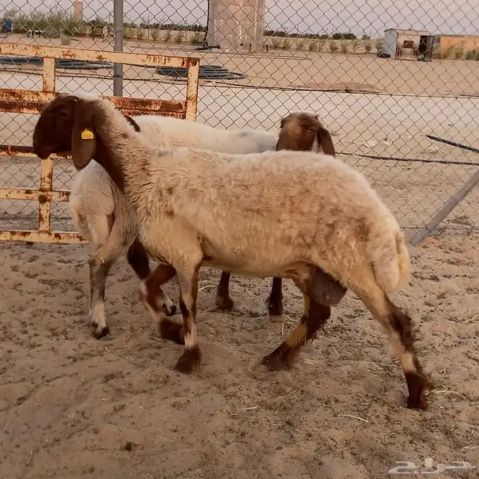 ثلاث شياه نعيم 0