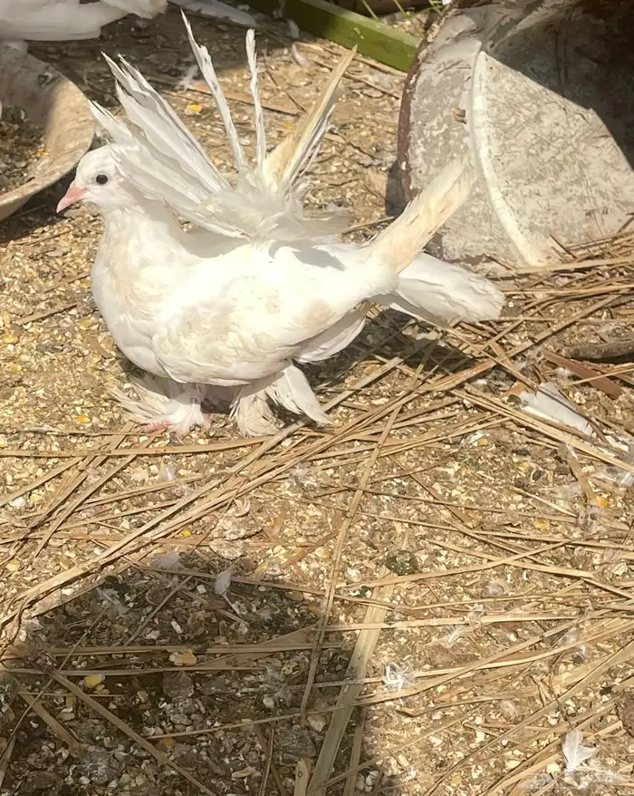 حمام رقاص 5