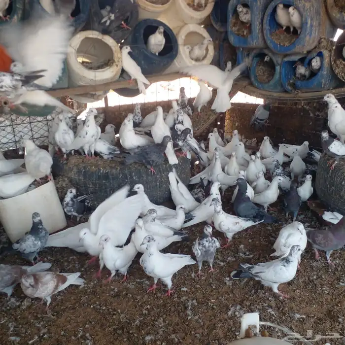 حمام منو ع للبيع 0