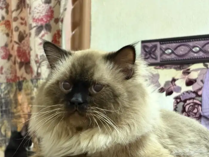 قط هملايا 1