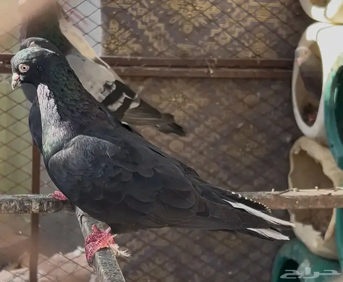 للبيع جوز قطيفي 3