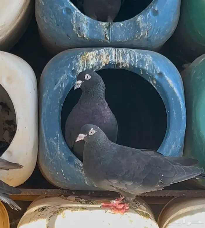 للبيع جوز قطيفي 2