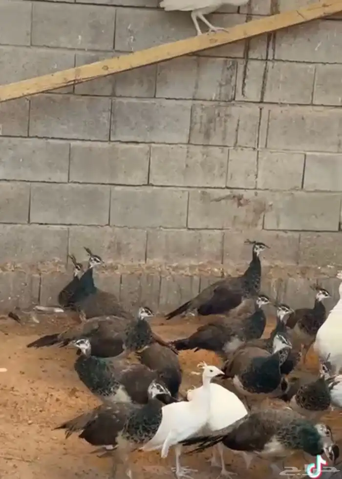 للبيع فروخ طاووس أزرق وأبيض وأبرق 0
