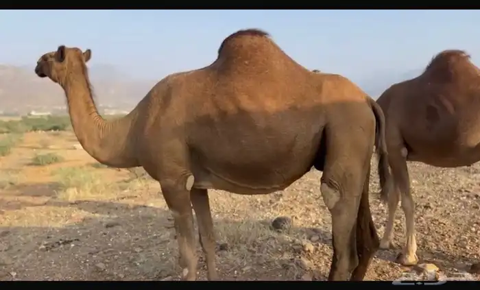 ابل للبيع 11 4