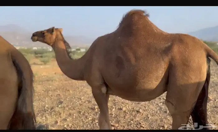 ابل للبيع 11 3
