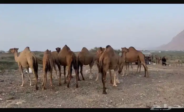 ابل للبيع 11 1