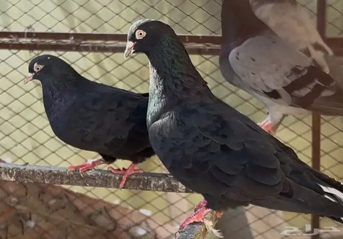 للبيع جوز قطيفي 1