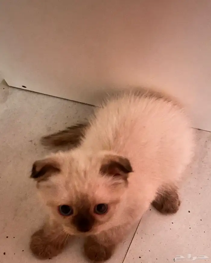 قطه هملايا و ولدها 0