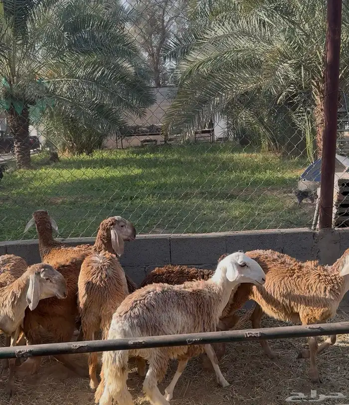 رخال سواكن درمانيه 0