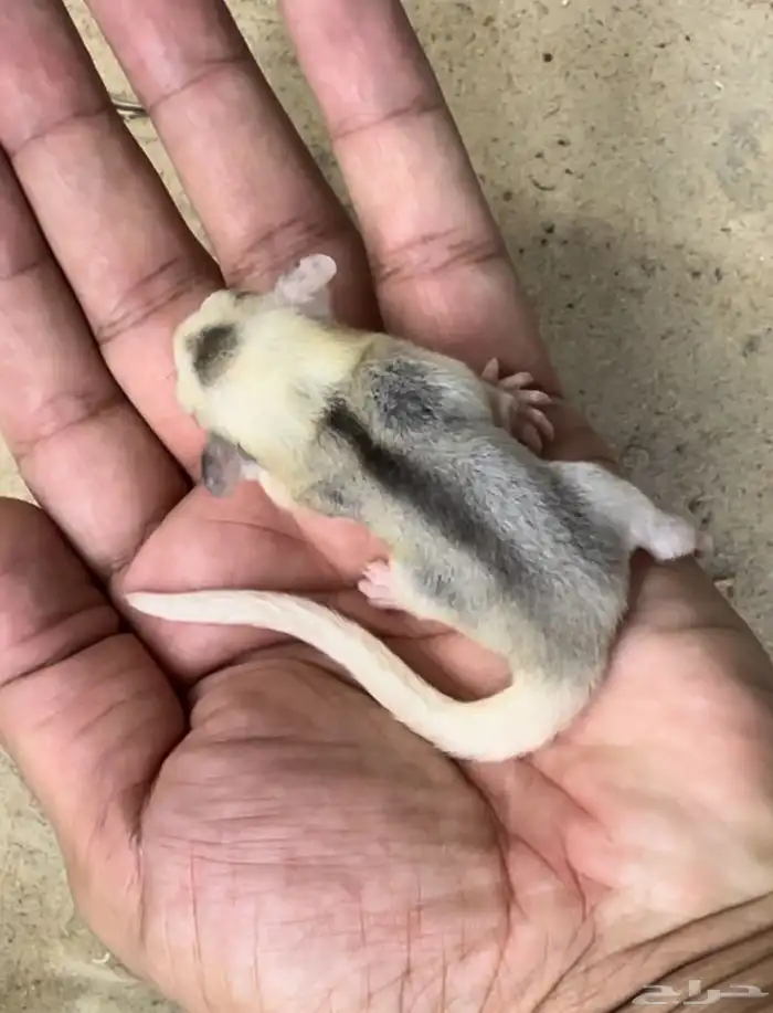 السنجاب الطائر .. موزاييك 0