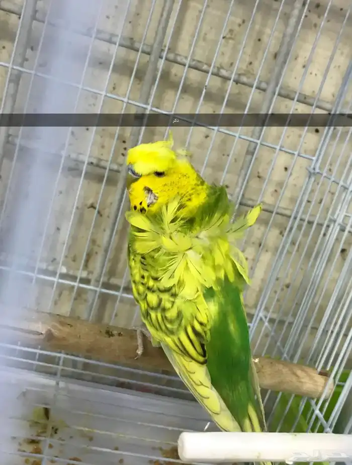 ذكر هوقو كرست 0