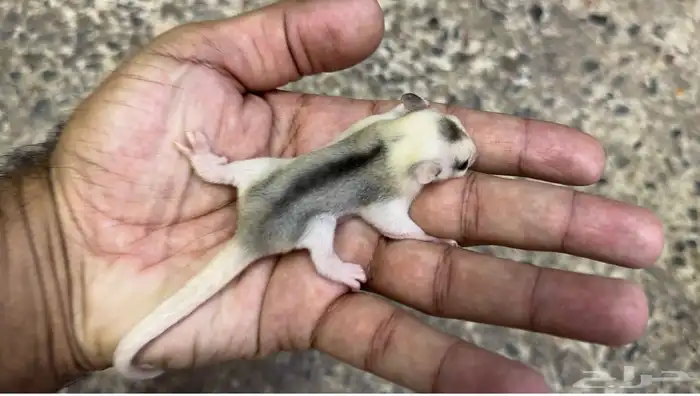 السنجاب الطائر .. موزاييك 1