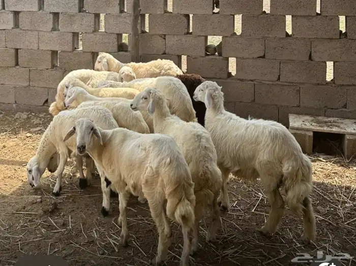 خرفان للبيع 0
