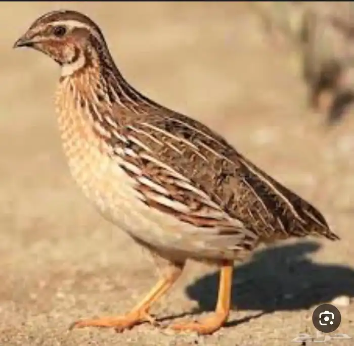 سمان 0