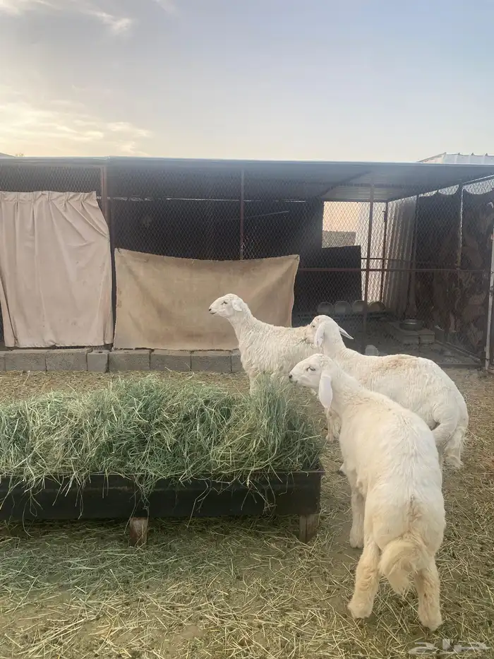 طليان كبار ناهية وجبرة 0