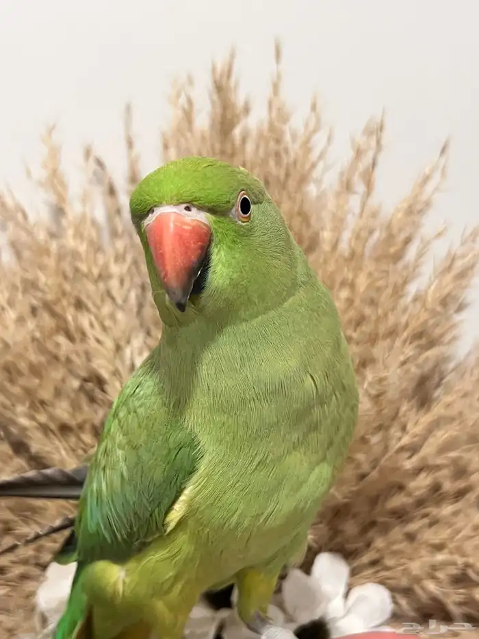 أنثى دره هنديه الليفه متكلمه 3