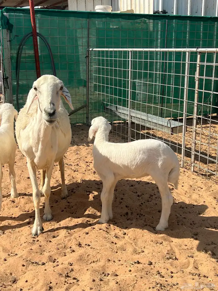 حريه متبع بخروف ورخل كفوو 0