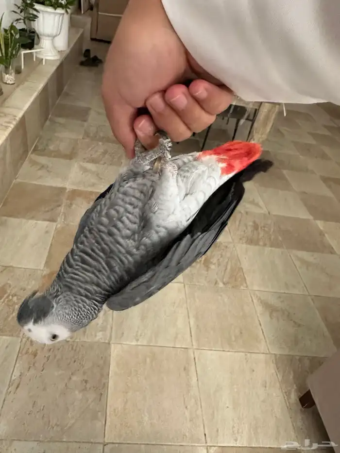 كاسكو للبيع 7