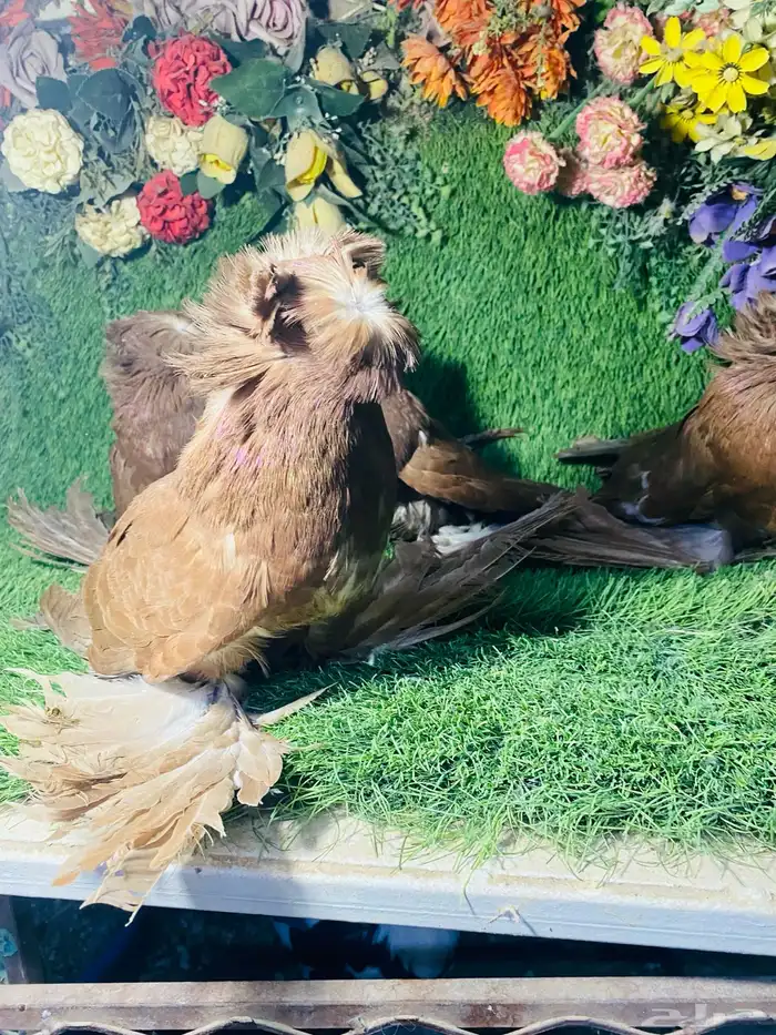 للبيع مجموعة بخارات 2
