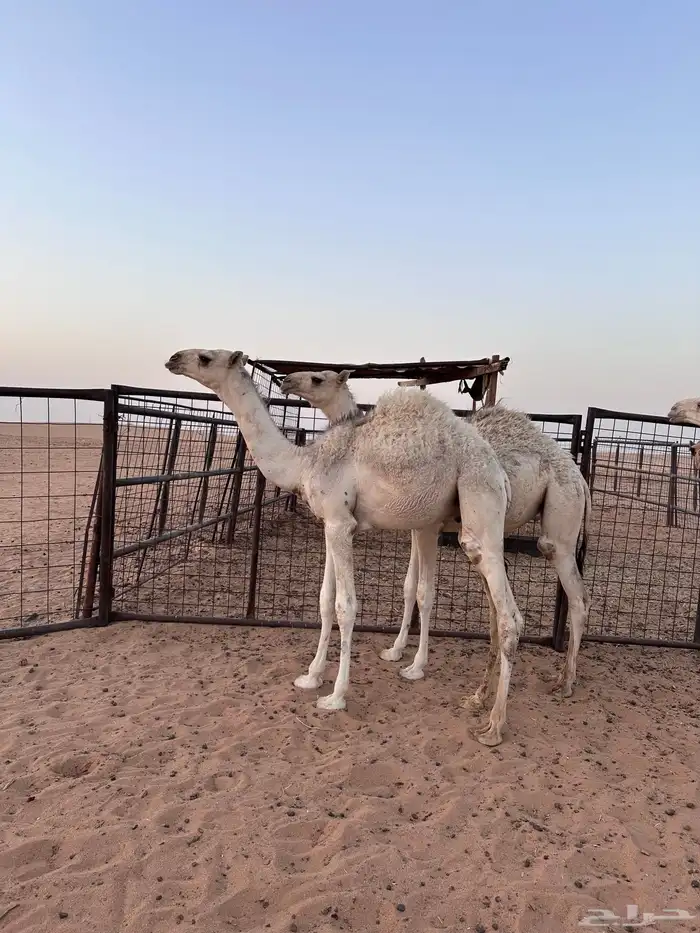 قعدان للبيع 3