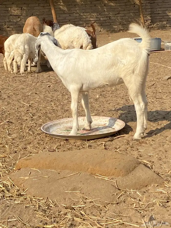 الجموم 1