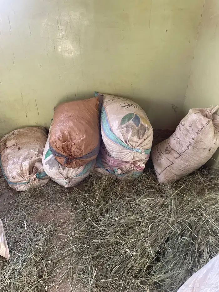 تمر غنم للبيع العدد 30كييس 2