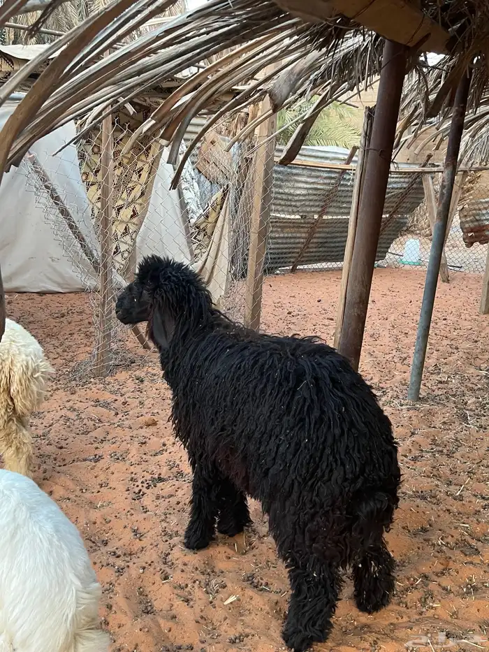 طلي نعيمي عرب 2