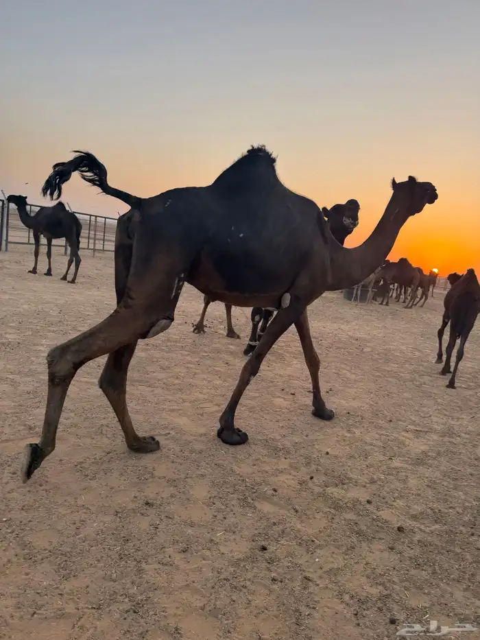 لقحه وبنتها معها 0
