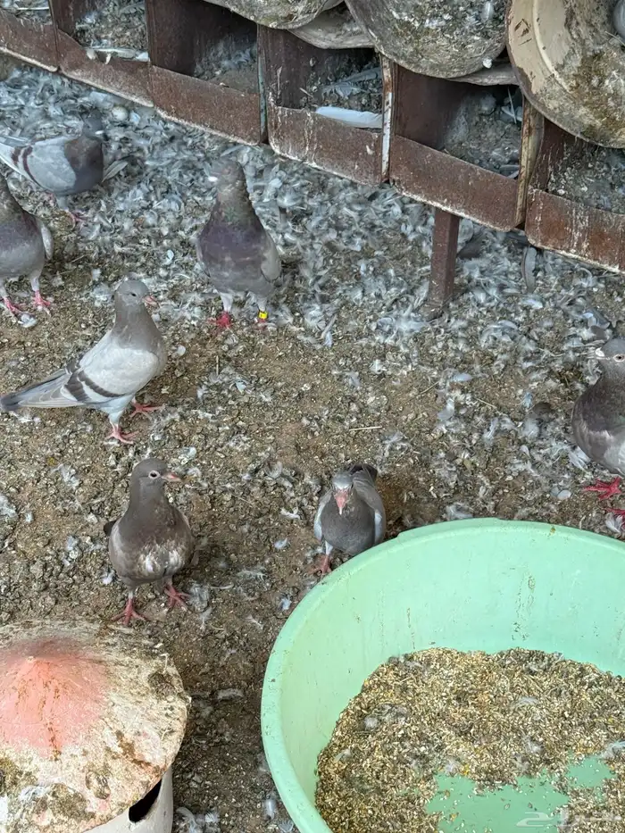 حمام فرنسي سلفر. وزاجل كريمي 1