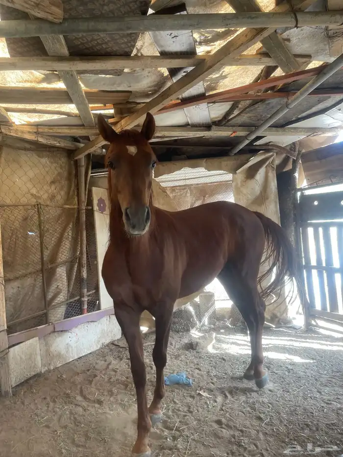 حصان عمر سنتين غير معسوف حصان مشروط 1