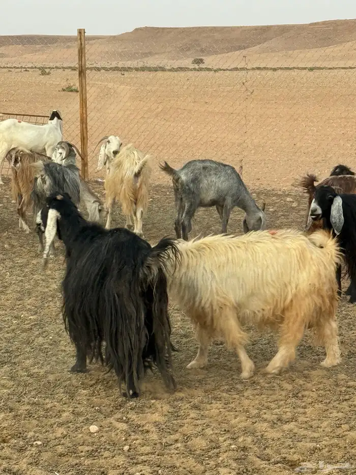 معزا مراح بالمجمعة 1