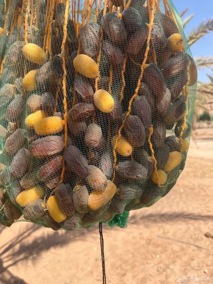 تمر برني ابوراكة 3