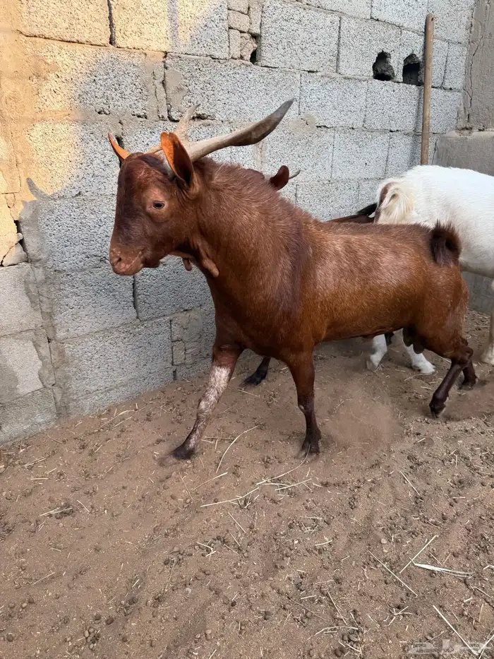 اربعة فحول 7