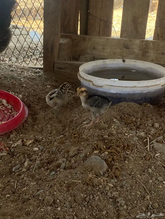 دجاجه بياض وحضان وتحتها 5 صوص له خمس يام 2