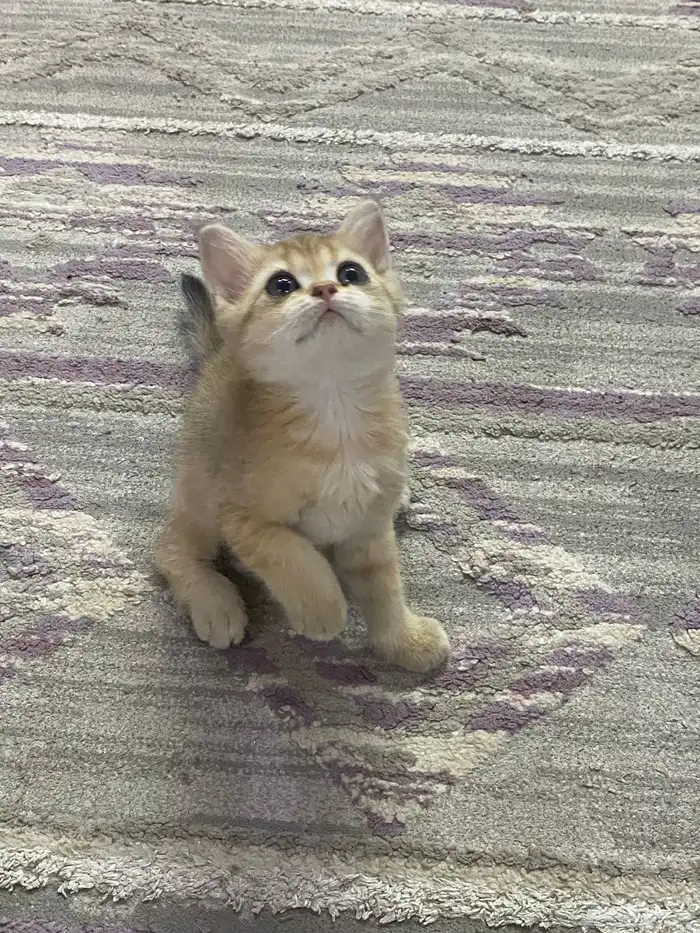 كيتن سكواتش 3