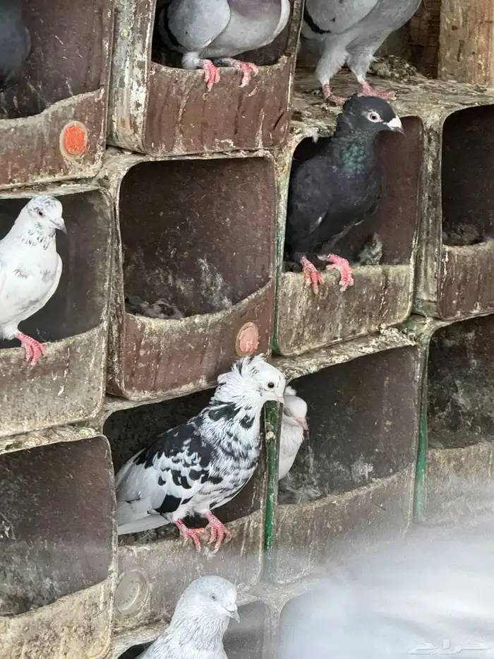 حمام قطايف وزاجل وبكستاني 11