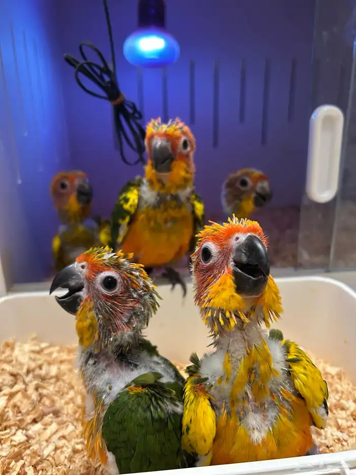 فرخ صن كنيور 2