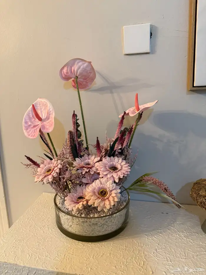 استقبال مولوده 2