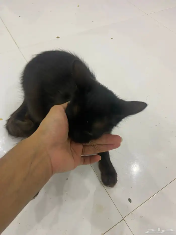 قطه شيرازي أليفة الموقع محايل عسير 3