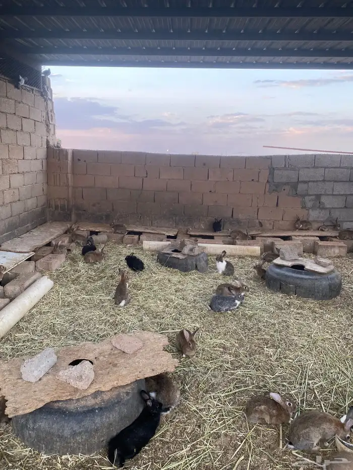 أرانب للبيع مذبوح وحي 0