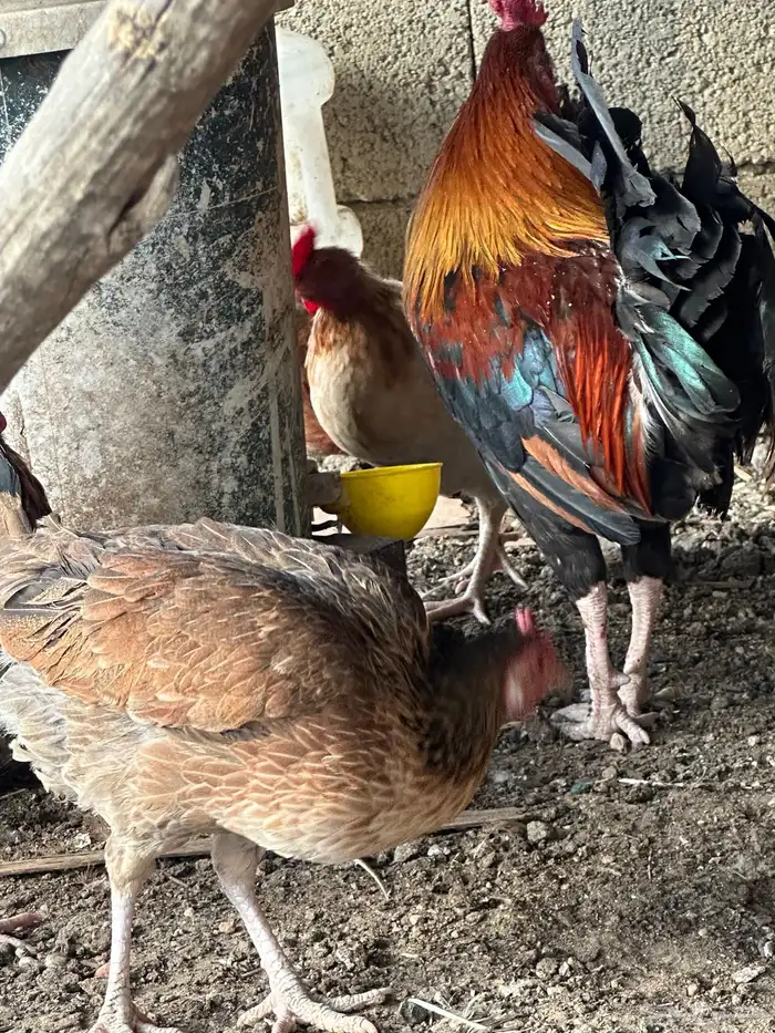 دجاج بلدي ترثه اصيل عربي فري 5