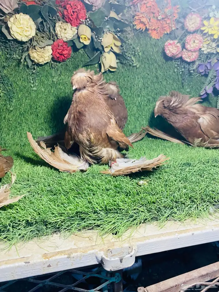 للبيع مجموعة بخارات 4