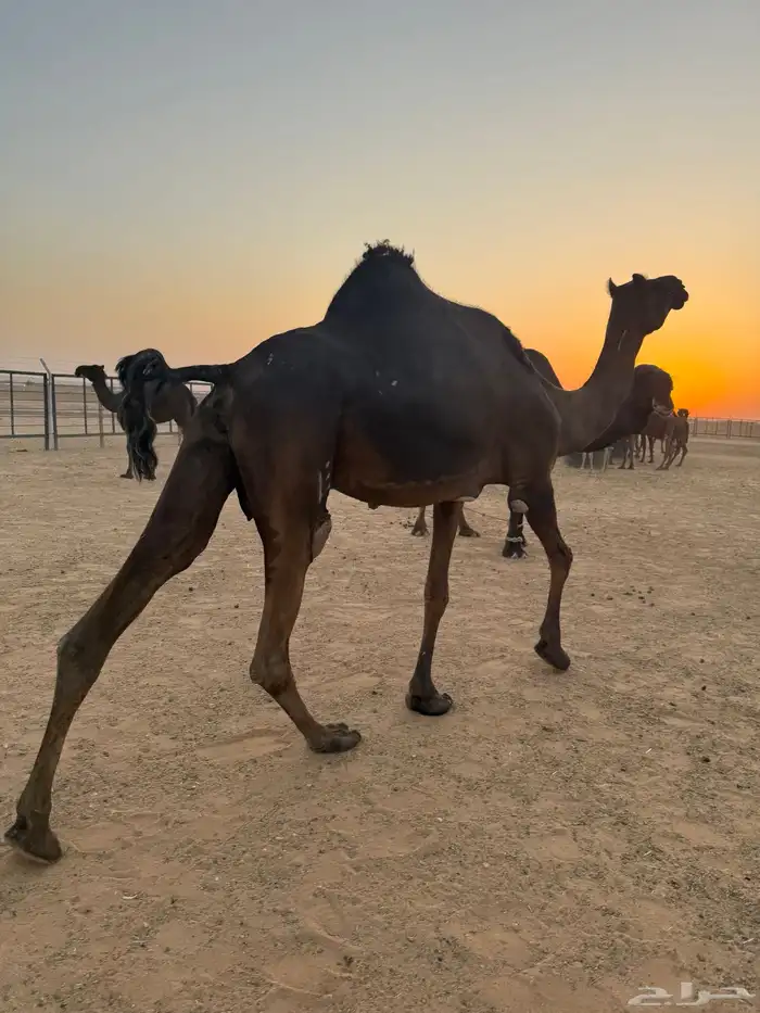 لقحه وبنتها معها 1