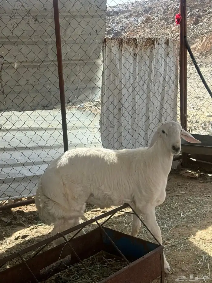 مشروع فحل عمره 6 شهور صنف عكفة الراس وارتفاع طيب وله مستقبل 8
