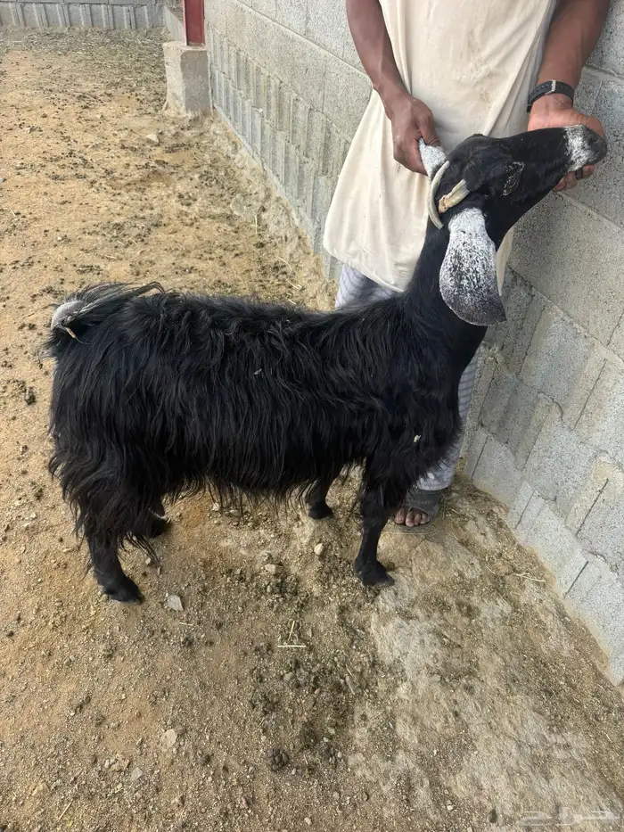 عنز حليب سديس 3